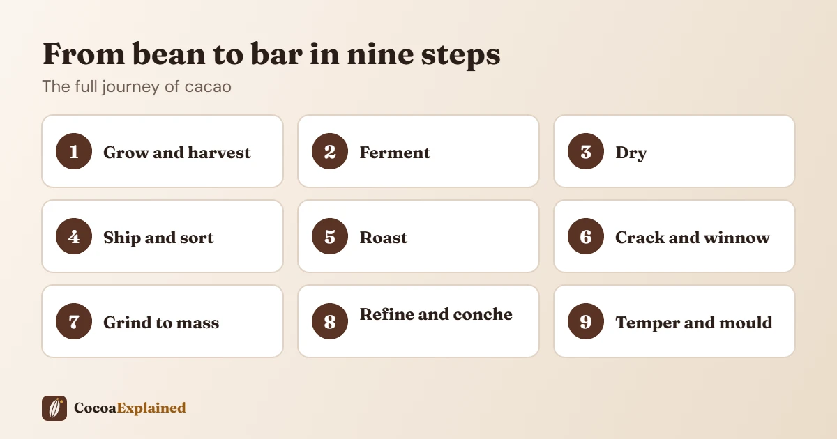 Infographic of the nine steps that turn cacao beans into a chocolate bar, from harvest to tempering