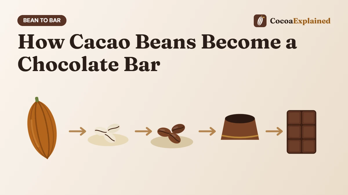 How Cacao Beans Become a Chocolate Bar. Illustration of the steps from cacao pod to chocolate bar